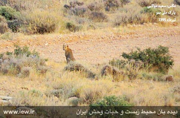 تصویر برداری از پلنگ ایرانی در پارک ملی بمو تصویر برداری از پلنگ ایرانی در پارک ملی بمو