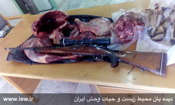 شکارچی کل وحشی در دامغان دستگیر شد