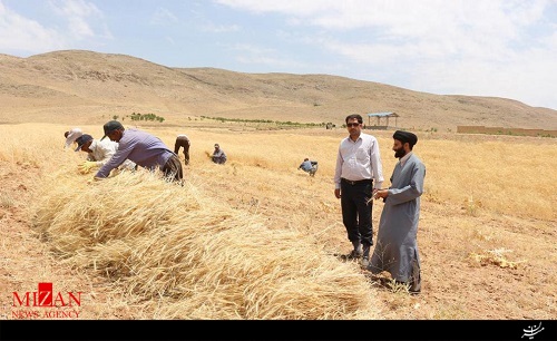 آغاز برداشت گندم در مجتمع کشت و صنعت زندان شهرستان فریدن + عکس آغاز برداشت گندم در مجتمع کشت و صنعت زندان شهرستان فریدن + عکس