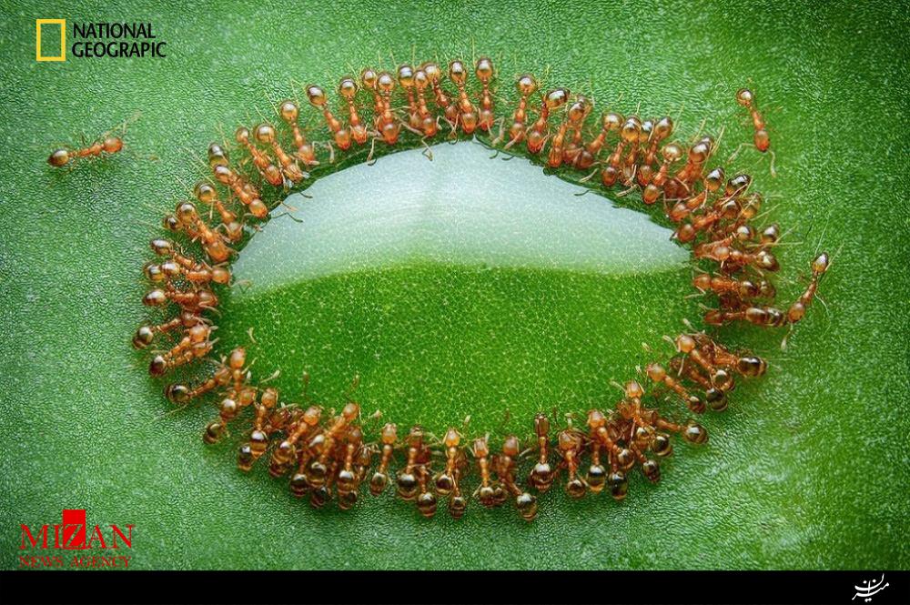 تصویری جذاب از آب خوردن دسته جمعی مورچه ها تصویری جذاب از آب خوردن دسته جمعی مورچه ها