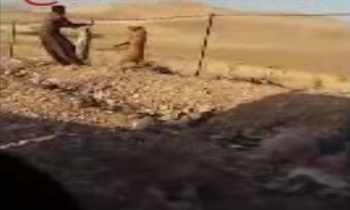 پشت پرده ماجرای اعدام سگها در بوکان/ مفتوح شدن پرونده در شعبه بازپرسی دادسرا + عکس پشت پرده ماجرای اعدام سگها در بوکان/ مفتوح شدن پرونده در شعبه بازپرسی دادسرا + عکس