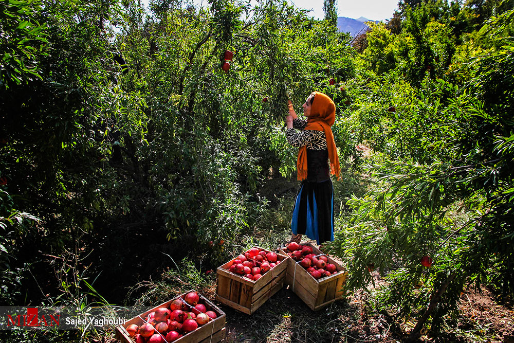 کشت 760 رقم انار در کشور/آغاز برداشت انار در روستای نمهیل+عکس