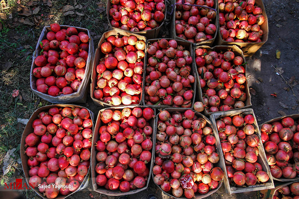 کشت 760 رقم انار در کشور/آغاز برداشت انار در روستای نمهیل+عکس