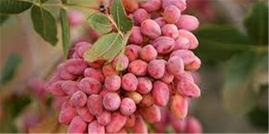 محصول 