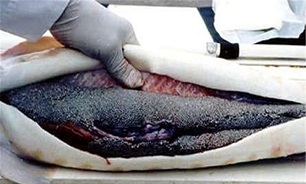 قاچاقچیان ماهی‌های خاویار دستگیر شدند / تیراندازی و زخمی شدن 10 صیاد صحت ندارد