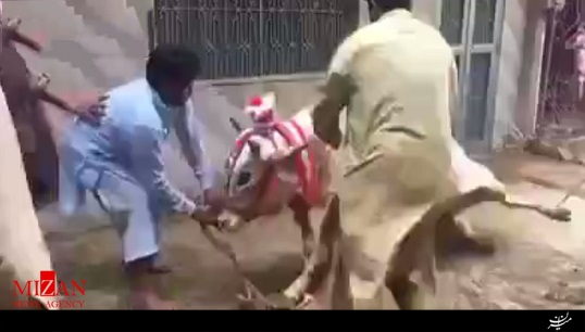 لگد کشنده گاوی که به مسلخ می‌رود + فیلم