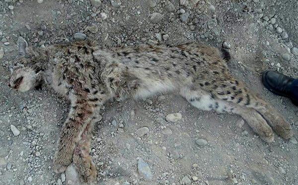 سگ های گله جان سیاهگوش را گرفتند