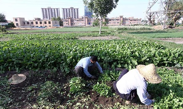 سبزی های آلوده؛ واقعیتی غیرقابل کتمان/ توضیحات 2 نماینده مجلس درباره معضل مهم شهر تهران سبزی های آلوده؛ واقعیتی غیرقابل کتمان/ توضیحات 2 نماینده مجلس درباره معضل مهم شهر تهران