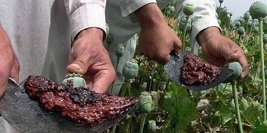 شینهوا: کشت مواد مخدر عامل اصلی ادامه جنگ در 