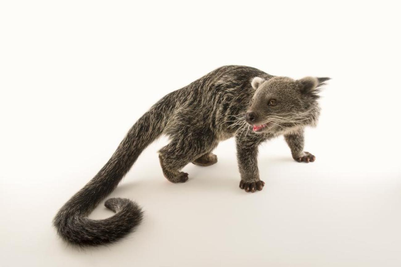 Bearcats  (3 یا خرسگربه/. تصویرحیوان در باغ وحش، کانزاس 