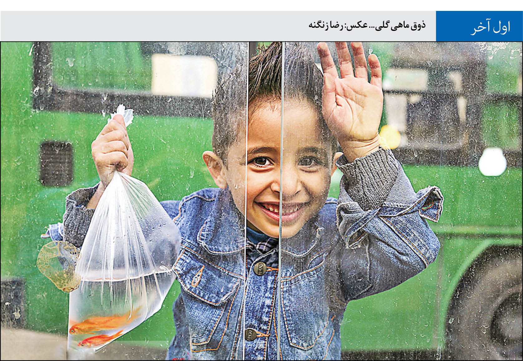 ذوق و شوق خرید ماهی گلی ذوق و شوق خرید ماهی گلی